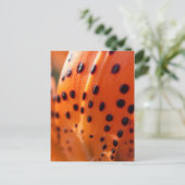 Lilium superbum, Turk's-pet Lily Briefkaart (Staand voorkant)