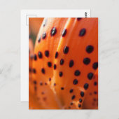 Lilium superbum, Turk's-pet Lily Briefkaart (Voorkant / Achterkant)