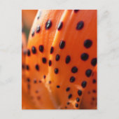 Lilium superbum, Turk's-pet Lily Briefkaart (Voorkant)