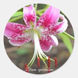 Liliumspeciosum [Rondzegel] ラ ド ウ ー ル ン Ronde Sticker