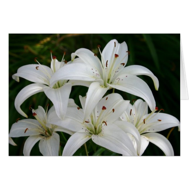 Lillies (Voorkant Horizontaal)