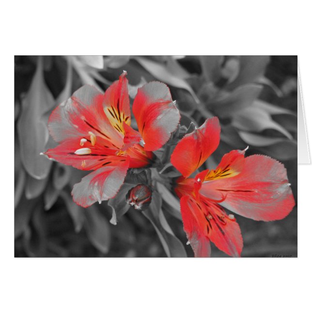 Lillies Black & White (Voorkant Horizontaal)