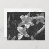 Lillies Briefkaart (Voorkant / Achterkant)