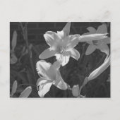 Lillies Briefkaart (Voorkant)