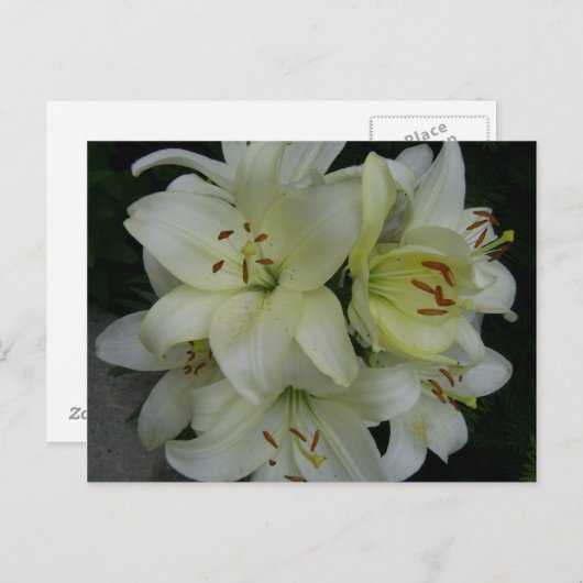 Lillies Briefkaart (Voorkant / Achterkant)