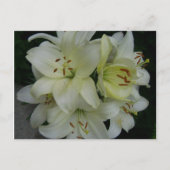 Lillies Briefkaart (Voorkant)