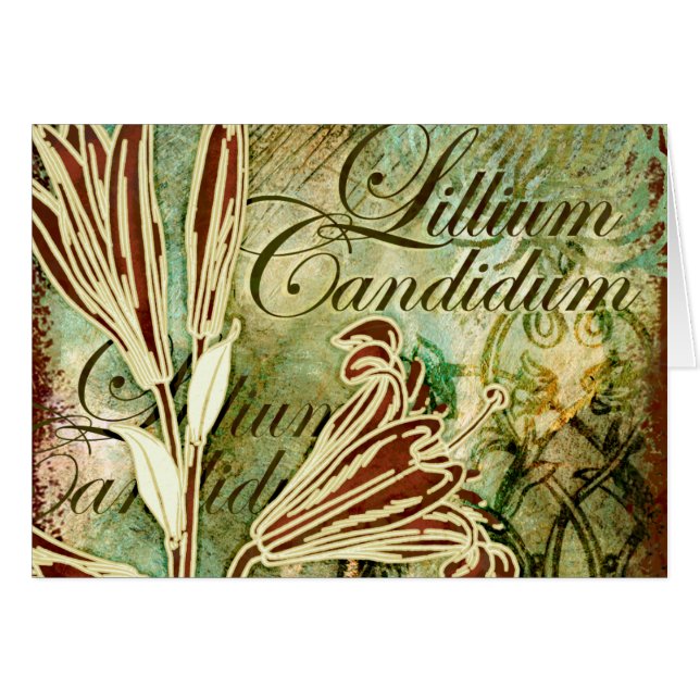 Lillium Candidum (Voorkant Horizontaal)