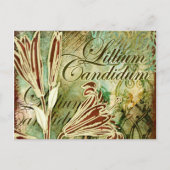 Lillium Candidum Briefkaart (Voorkant)