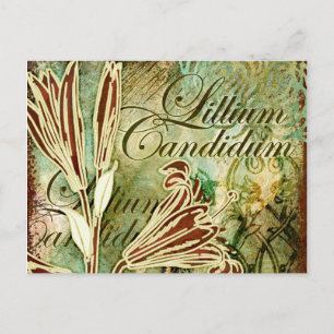 Lillium Candidum Briefkaart