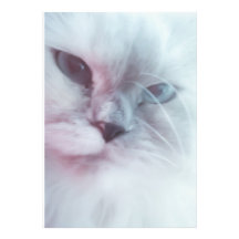 Lilly