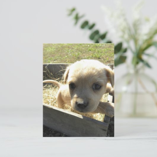 Lilly in a Box Briefkaart (Staand voorkant)