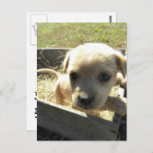 Lilly in a Box Briefkaart (Voorkant / Achterkant)