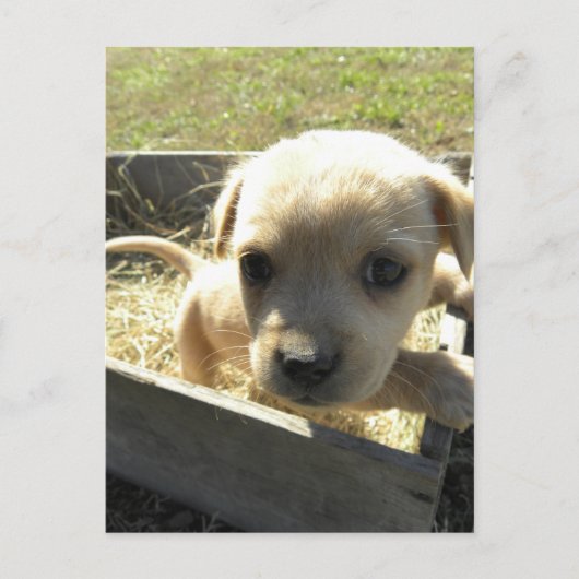 Lilly in a Box Briefkaart (Voorkant)