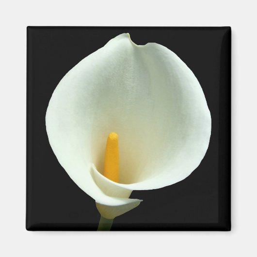 Lilly Magnet (Voorkant)