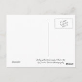 Lilly of the Nile Briefkaart (Achterkant)