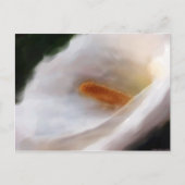 Lilly of the Nile Briefkaart (Voorkant)