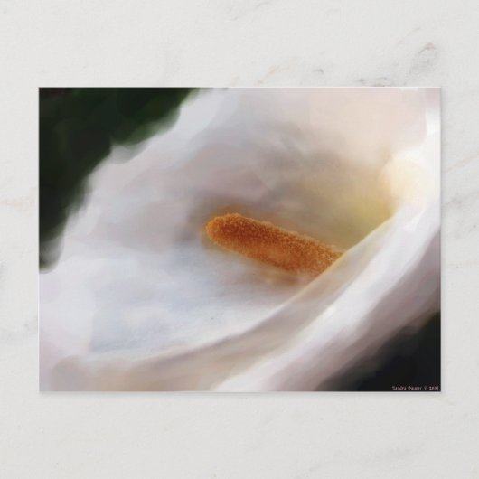 Lilly of the Nile Briefkaart (Voorkant)