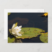 Lilly Pad Briefkaart (Voorkant / Achterkant)
