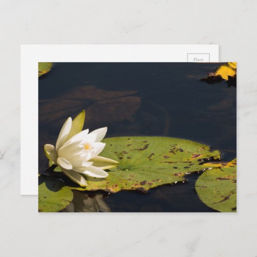 Lilly Pad Briefkaart (Voorkant / Achterkant)