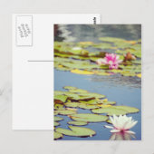 Lilly Pond Flowers Briefkaart (Voorkant / Achterkant)