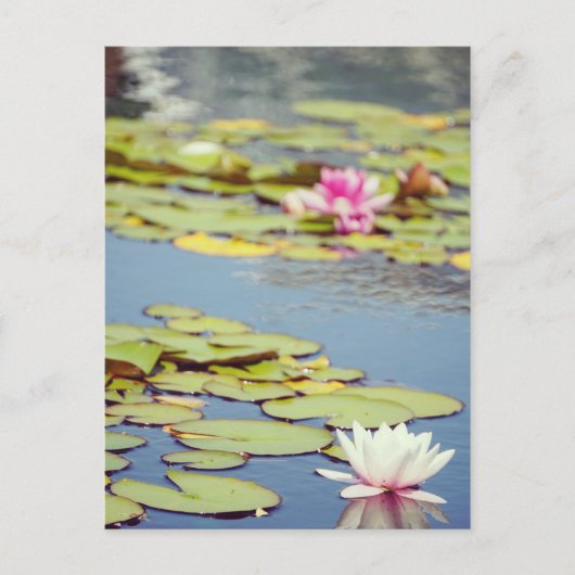 Lilly Pond Flowers Briefkaart (Voorkant)