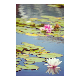 Lilly Pond Flowers Foto Afdruk