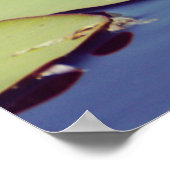 Lilly Pond Flowers Poster (Hoek)