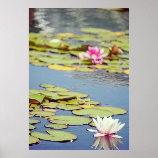 Lilly Pond Flowers Poster (Voorkant)