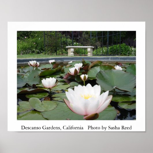 Lilly Pond Poster (Voorkant)