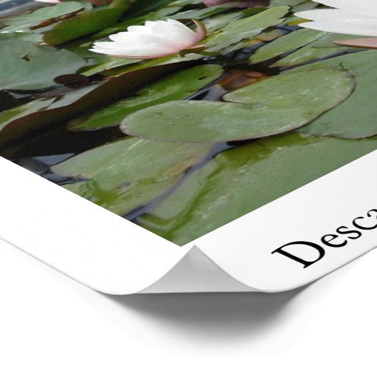Lilly Pond Poster (Hoek)