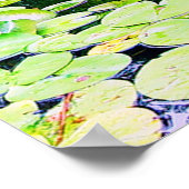 lilly vijver, www.zazzle.com/jbpeanut poster (Hoek)