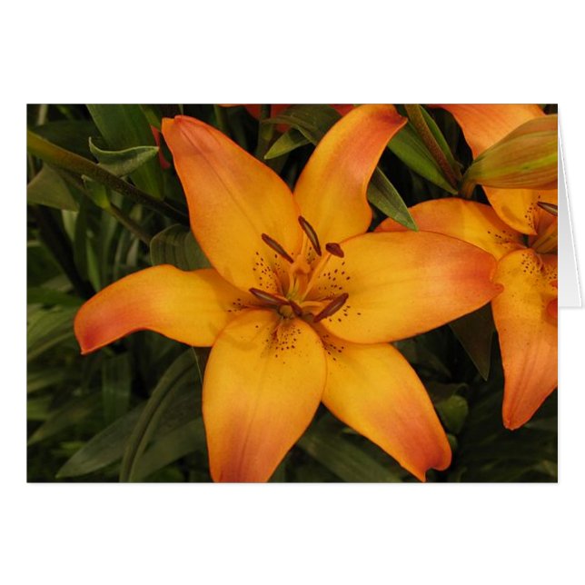 Lilly wenskaart/notitiekaart (Voorkant Horizontaal)