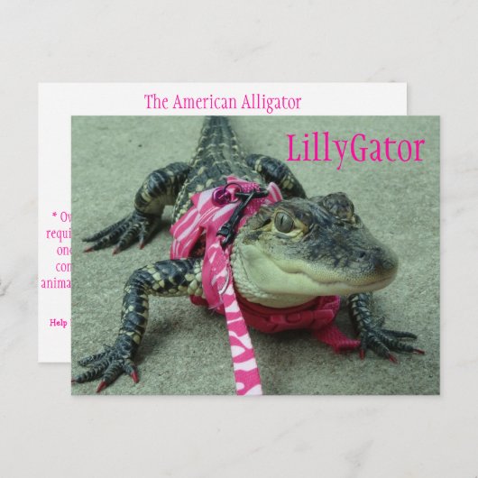LillyGator Alligator Rescue Briefkaart (Voorkant / Achterkant)
