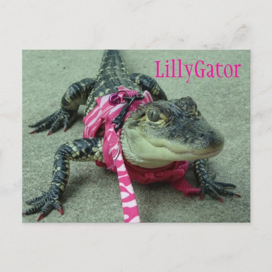 LillyGator Alligator Rescue Briefkaart (Voorkant)