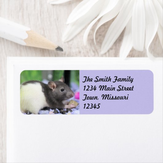 Lilrat Etiket (Insitu)