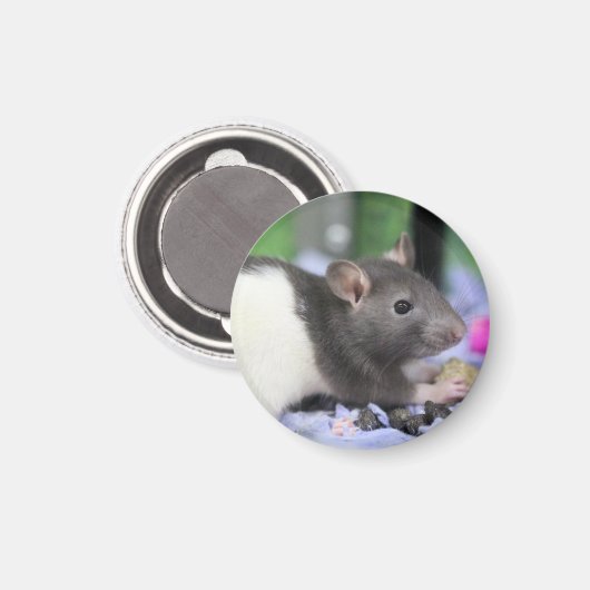 Lilrat Magneet (Voorkant / Achterkant)