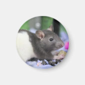 Lilrat Magneet (Voorkant)