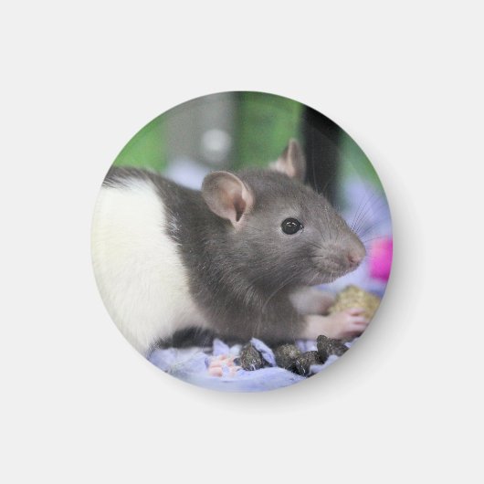 Lilrat Magneet (Voorkant)