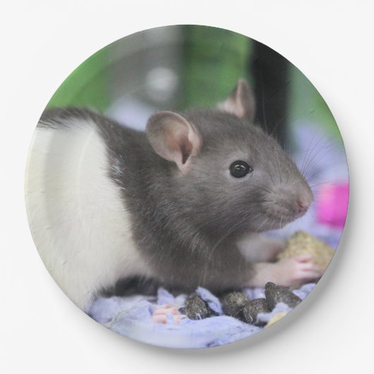 Lilrat Papieren Bordje (Voorkant)