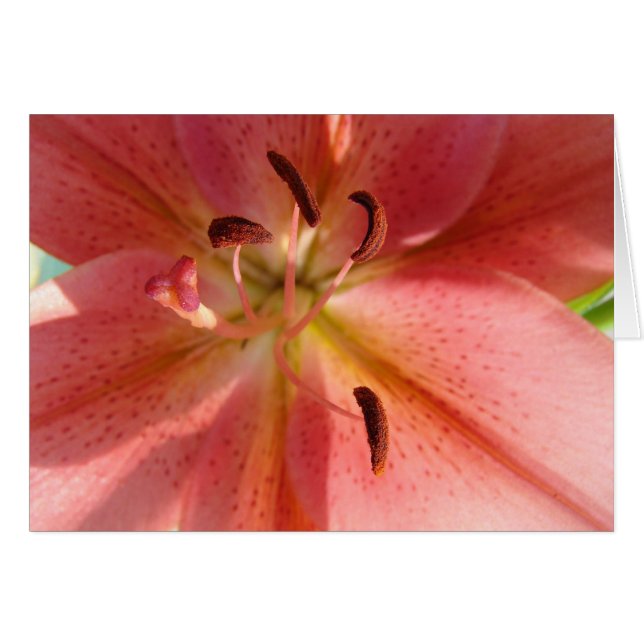 Lily (Voorkant Horizontaal)