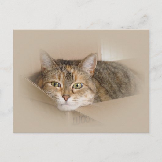 Lily #2 briefkaart (Voorkant)