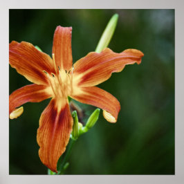 Lily 6588 Print