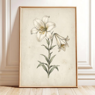 Lily Antieke Botanische Wandkunst Poster