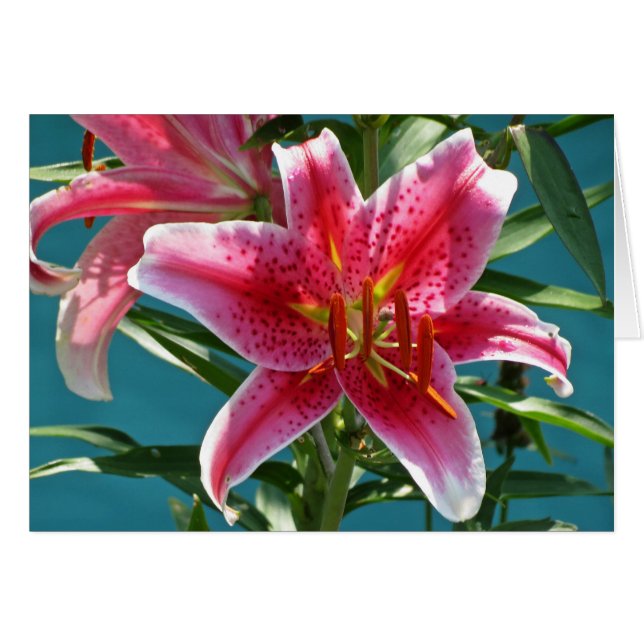 Lily Beauty (Voorkant Horizontaal)