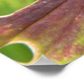 Lily Betle macro Print (Hoek)