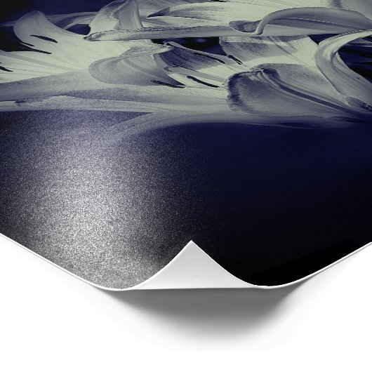 Lily bloemen in zwart en wit 8x10 foto afdruk (Hoek)