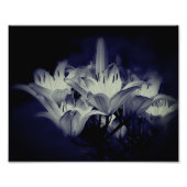 Lily bloemen in zwart en wit 8x10 foto afdruk (Voorkant)