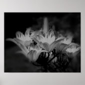 Lily bloemen in zwart-wit poster (Voorkant)
