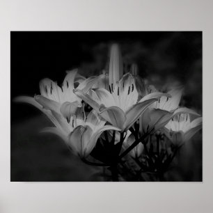 Lily bloemen in zwart-wit poster