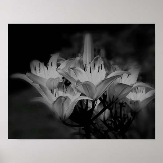 Lily bloemen in zwart-wit poster (Voorkant)